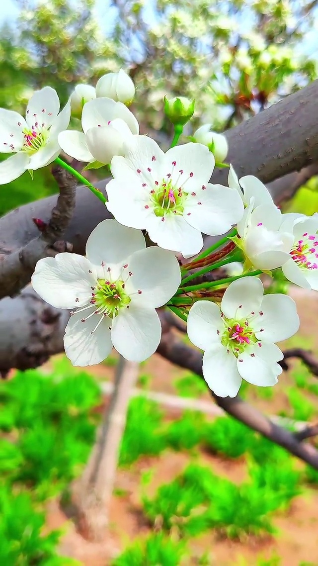 春暖花开为你而来