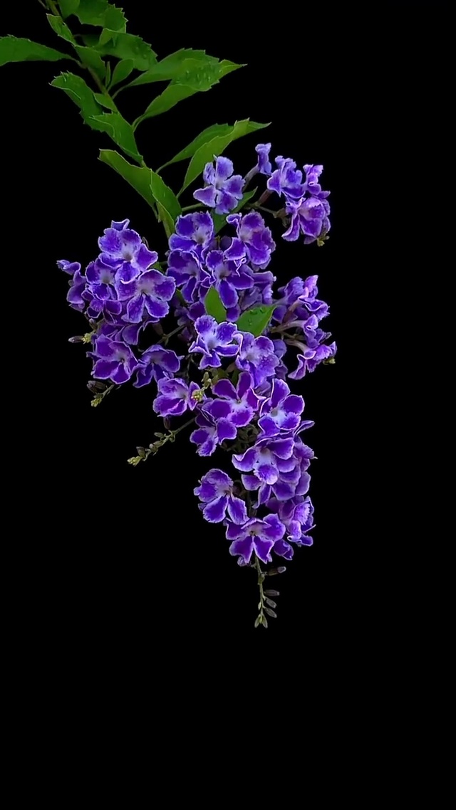 美美的花