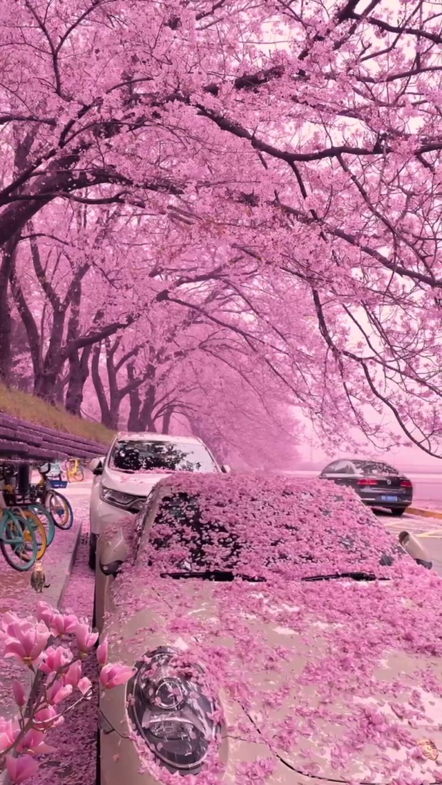 这么美的花海和晚霞，当然要艾特嘎嘎漂亮可爱的女孩一起看看啦