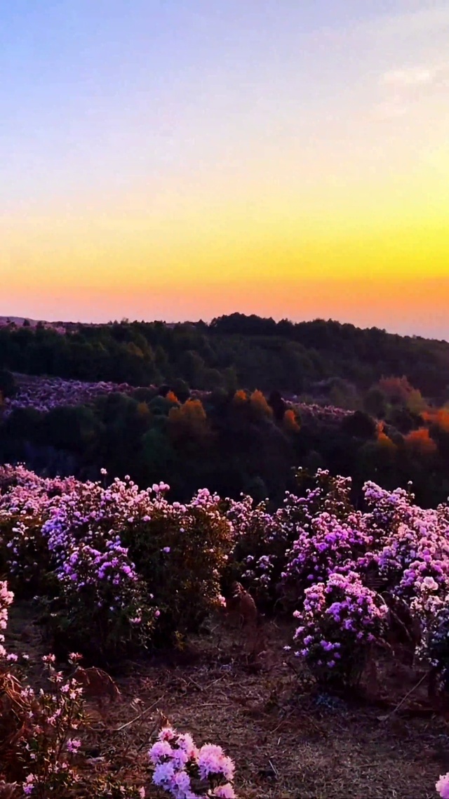 夕阳下的杜鹃花