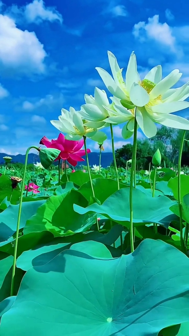 遇见你，暖了整个夏天