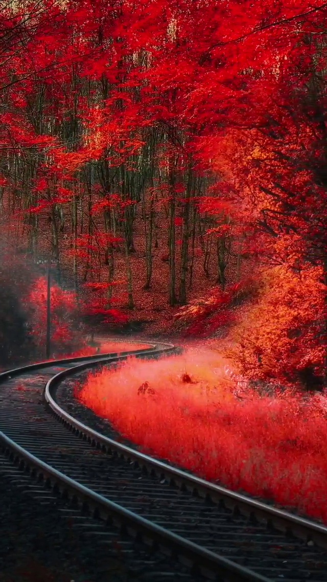 枫叶🍁🍁🍁🍁🍁🍁🍁