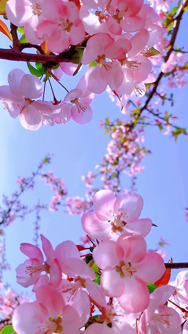 心花怒放