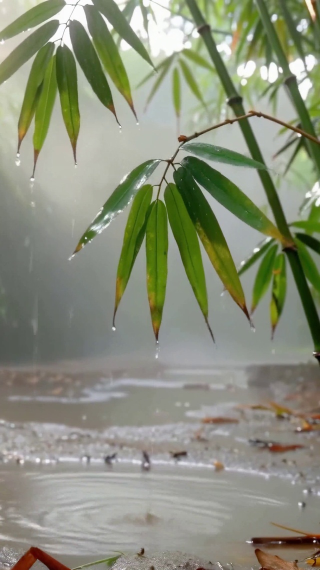雨落竹林晨光