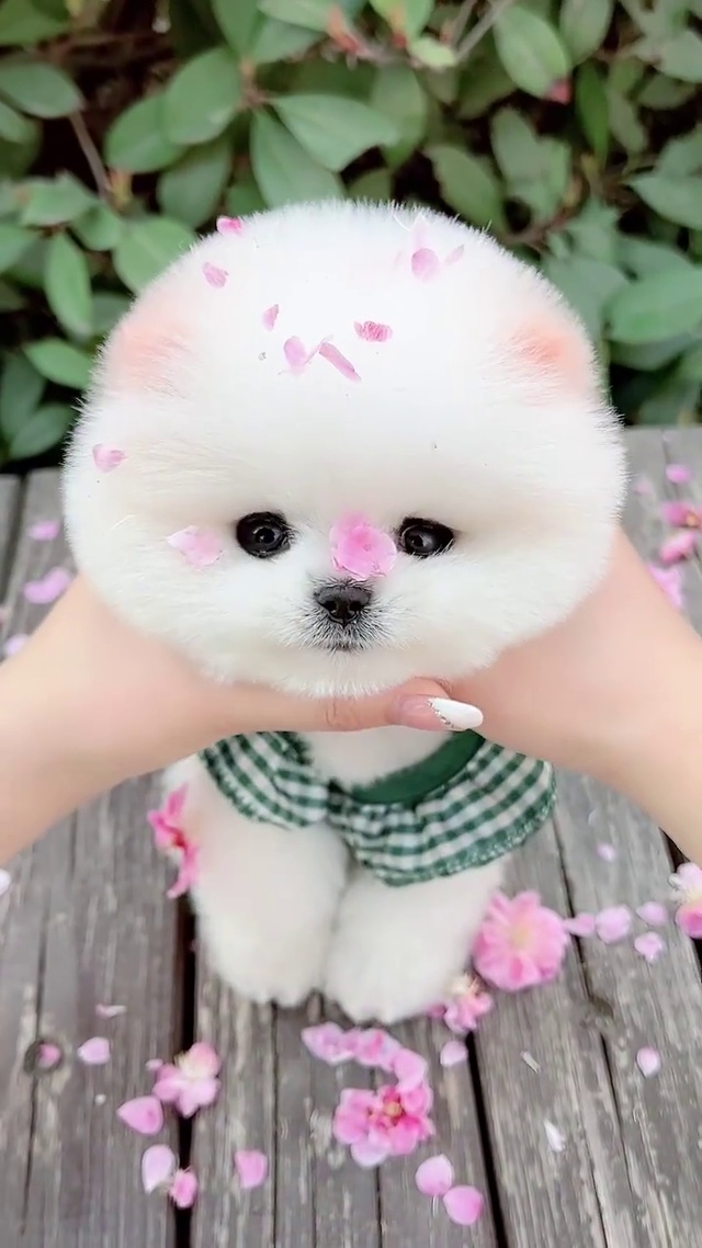 可爱的小狗狗