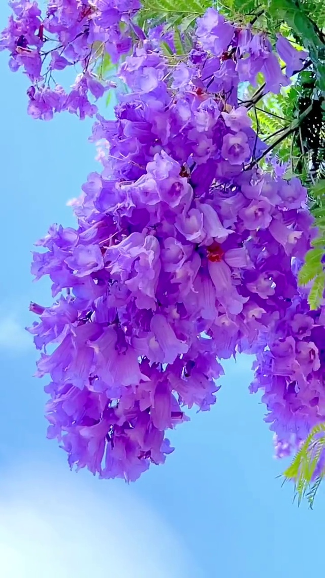 浪漫紫色花