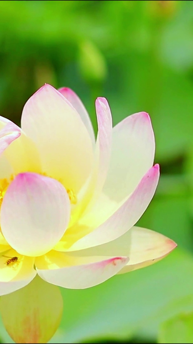 唯美夏日荷花4K