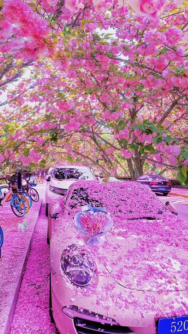 樱花树下的约定