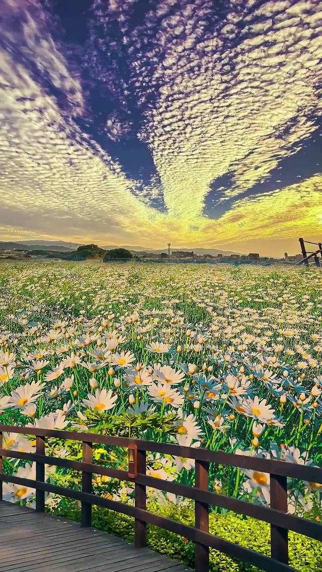 夕阳花海