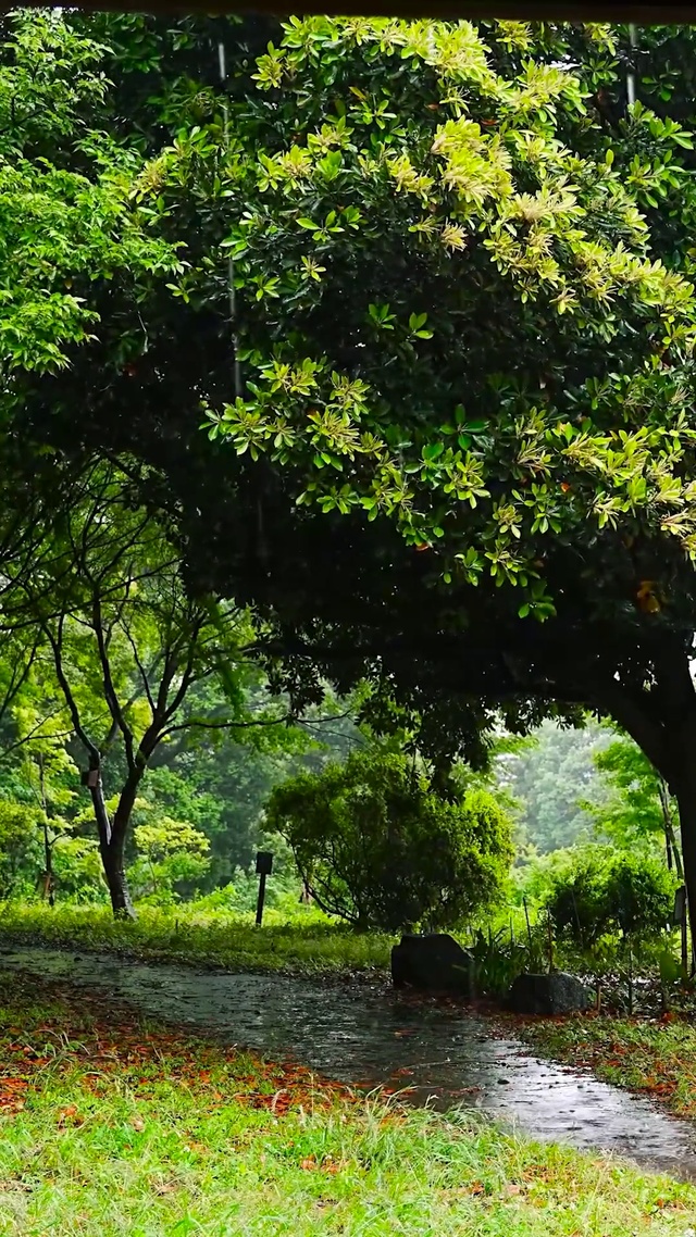 乡村雨天树林小路