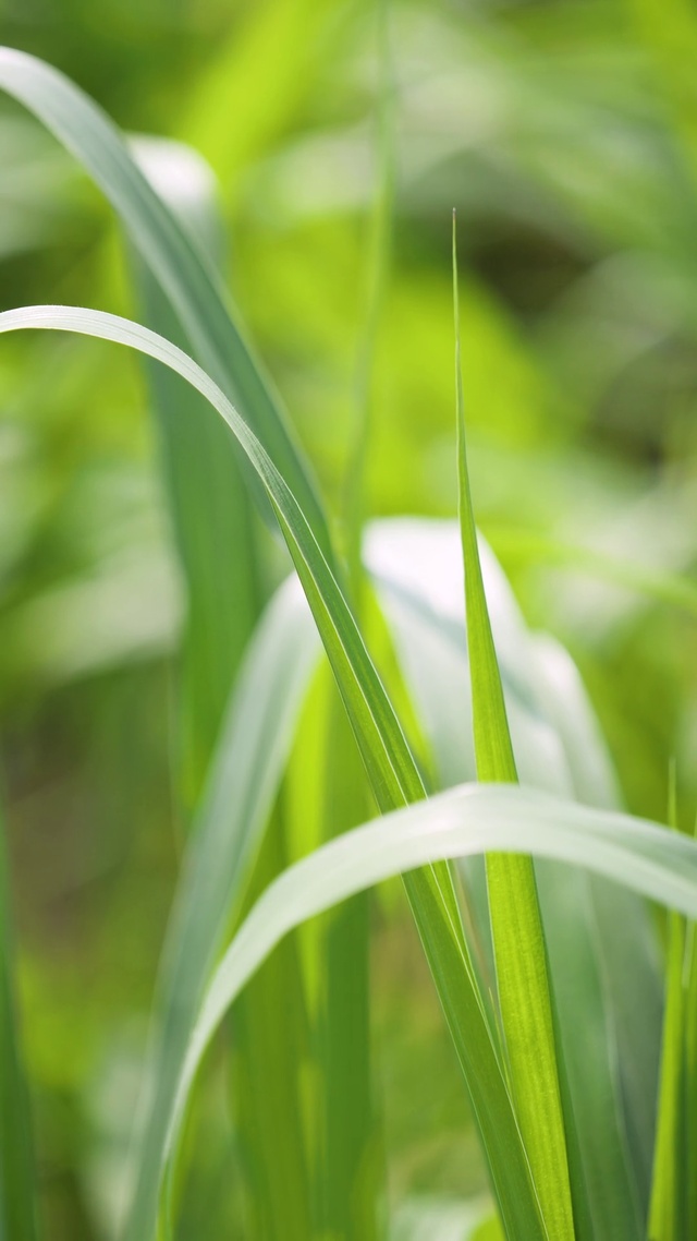 护眼绿色草叶l