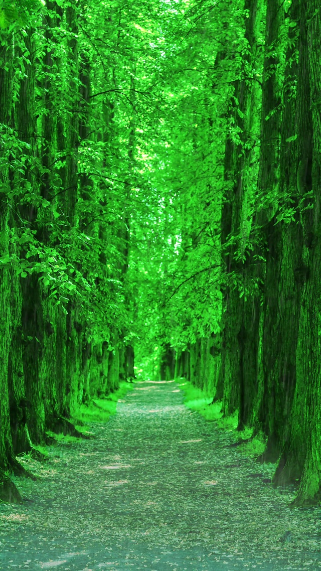 雨中树林，清新护眼