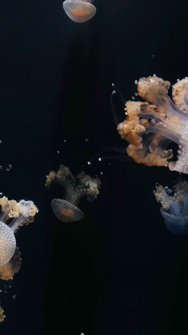 水母水族箱