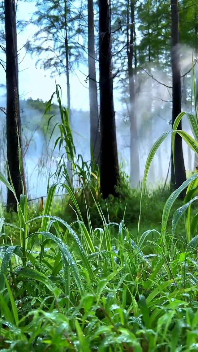 日子不觉已是春