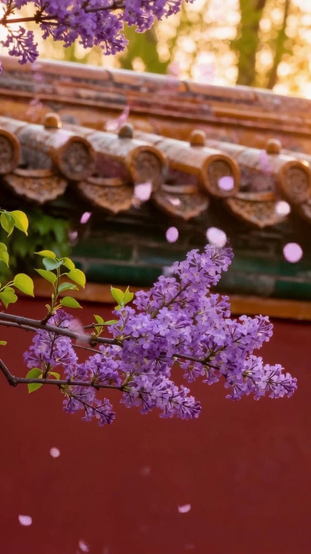 宫墙紫花唯美夕阳风景