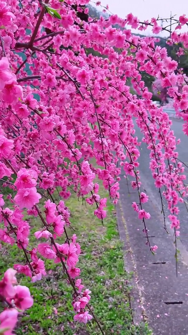 桃之夭夭，灼灼其华