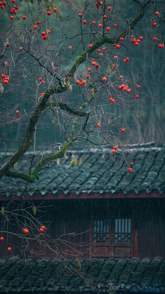 柿子树