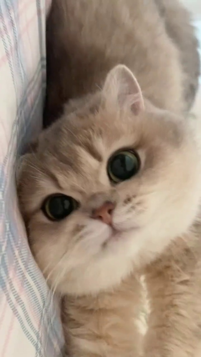 液态猫咪