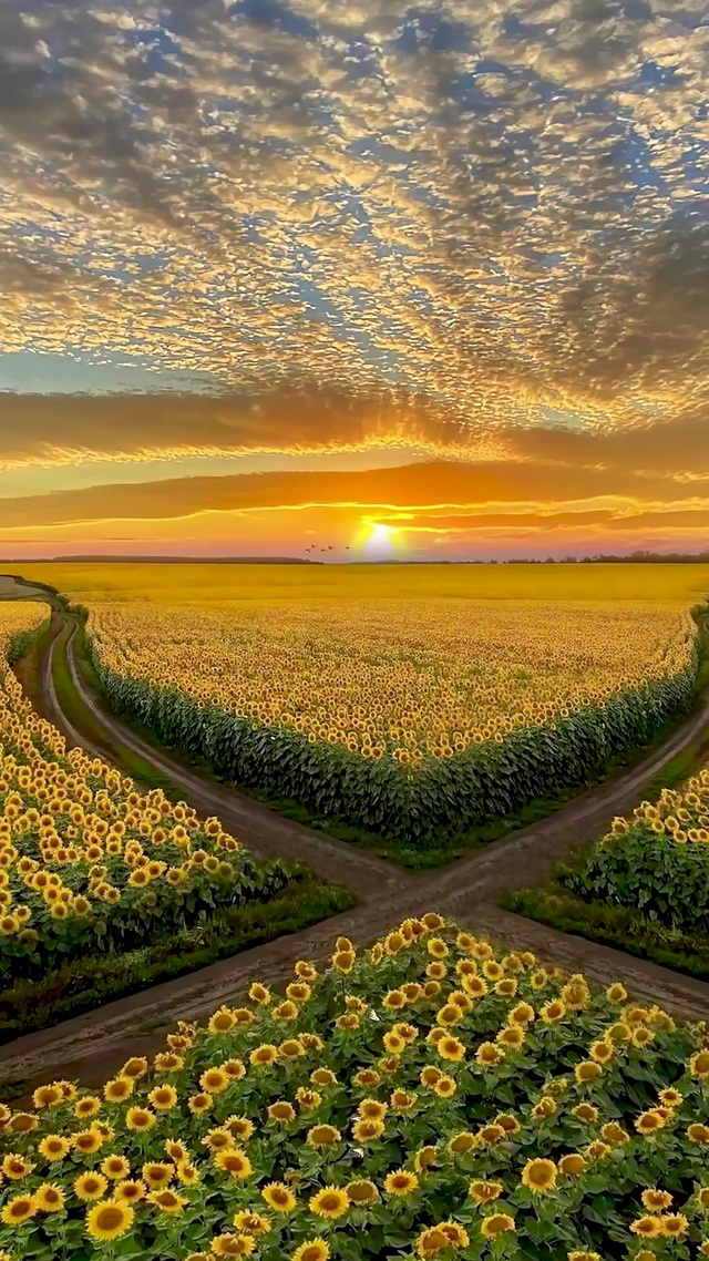 爆款向日葵花海