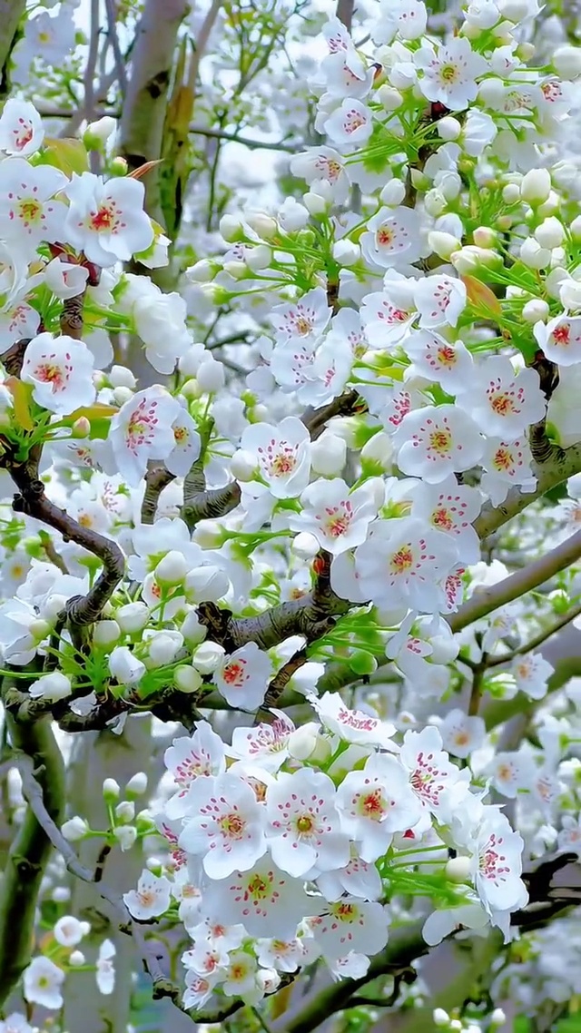 春风有信 花开有期 