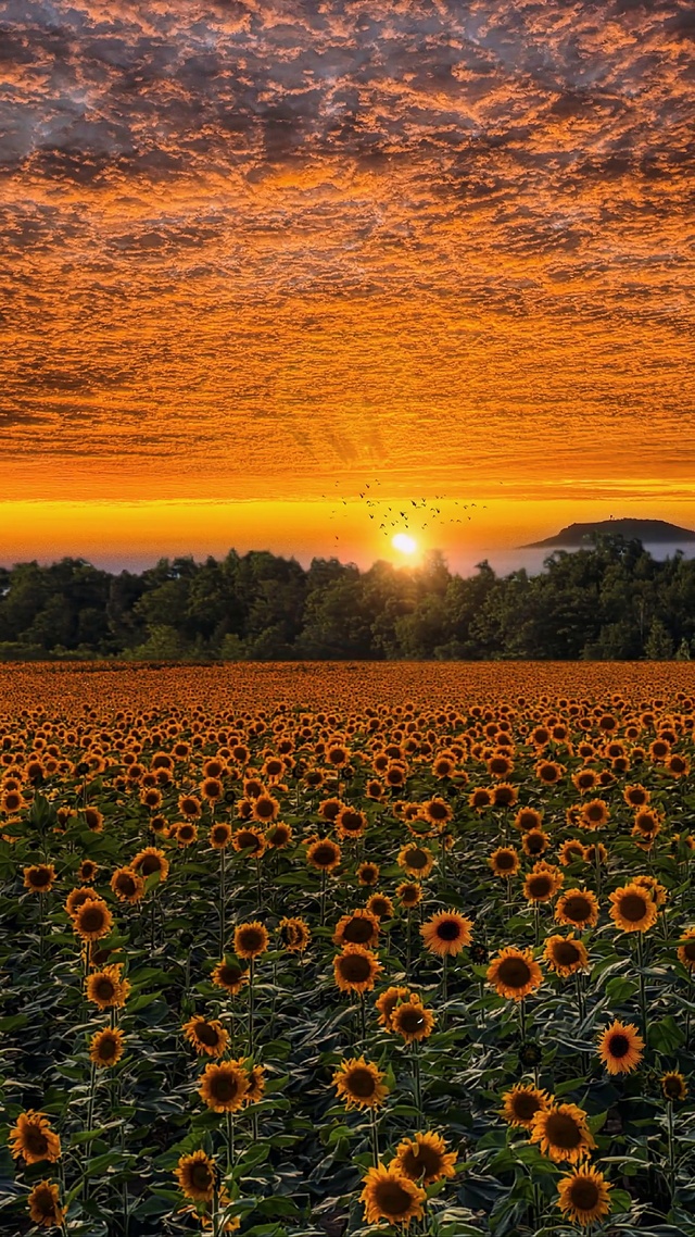 爆款向日葵花海