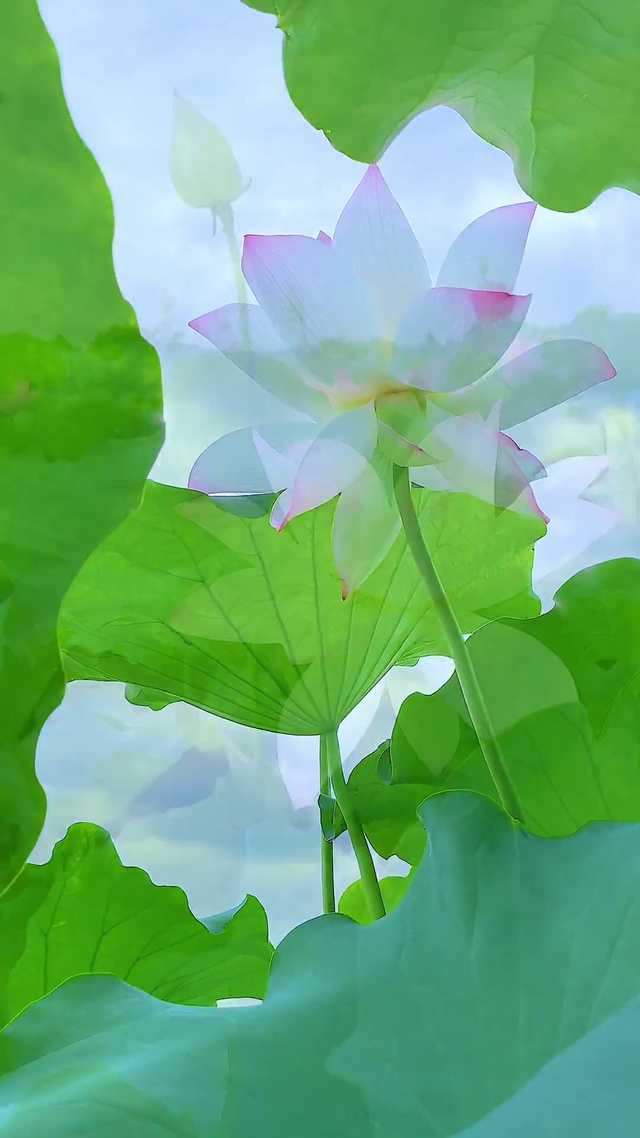 荷荷美美，好运连连