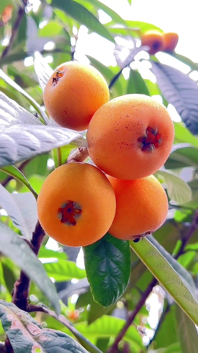 时光不语 果已成熟