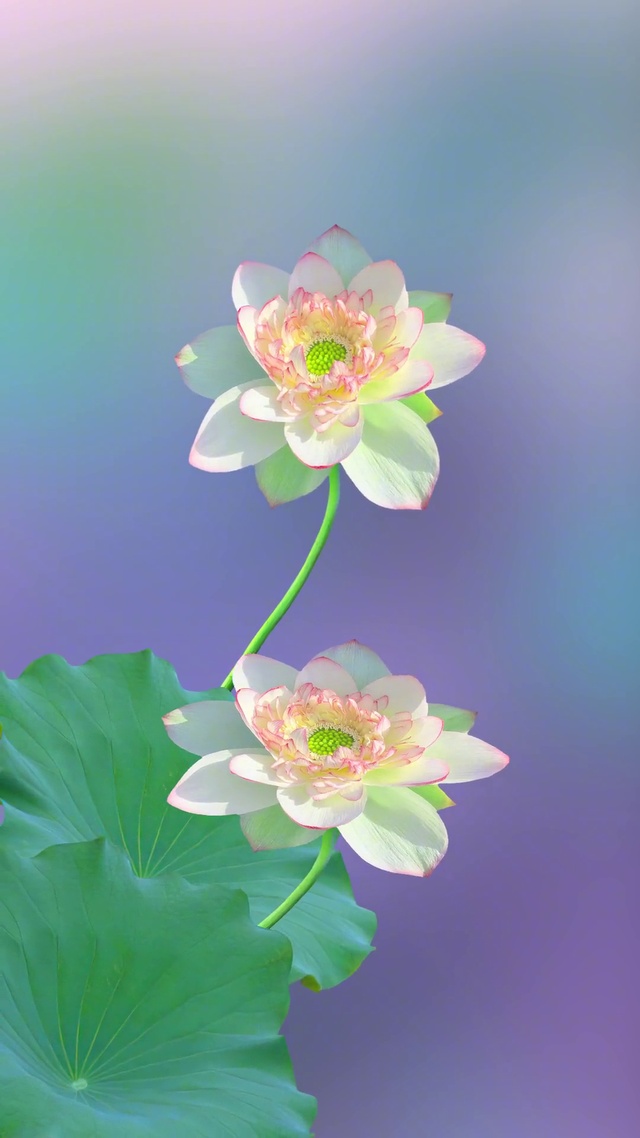 愿你静心如莲，守心自暖，不问世事苍凉。