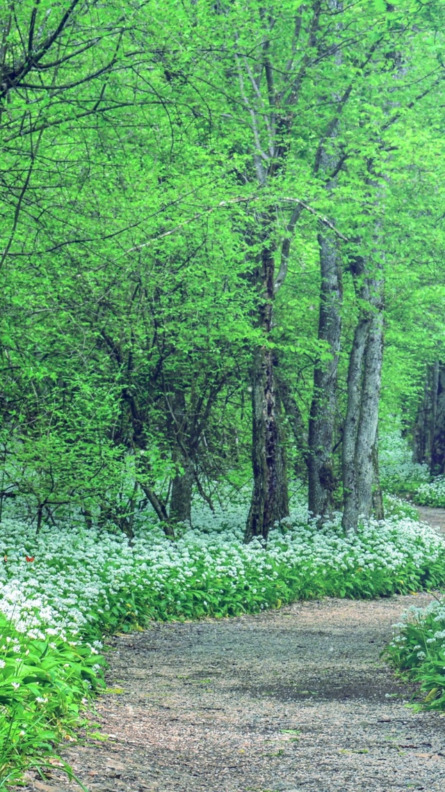 幽林深处，花丛蝶飞