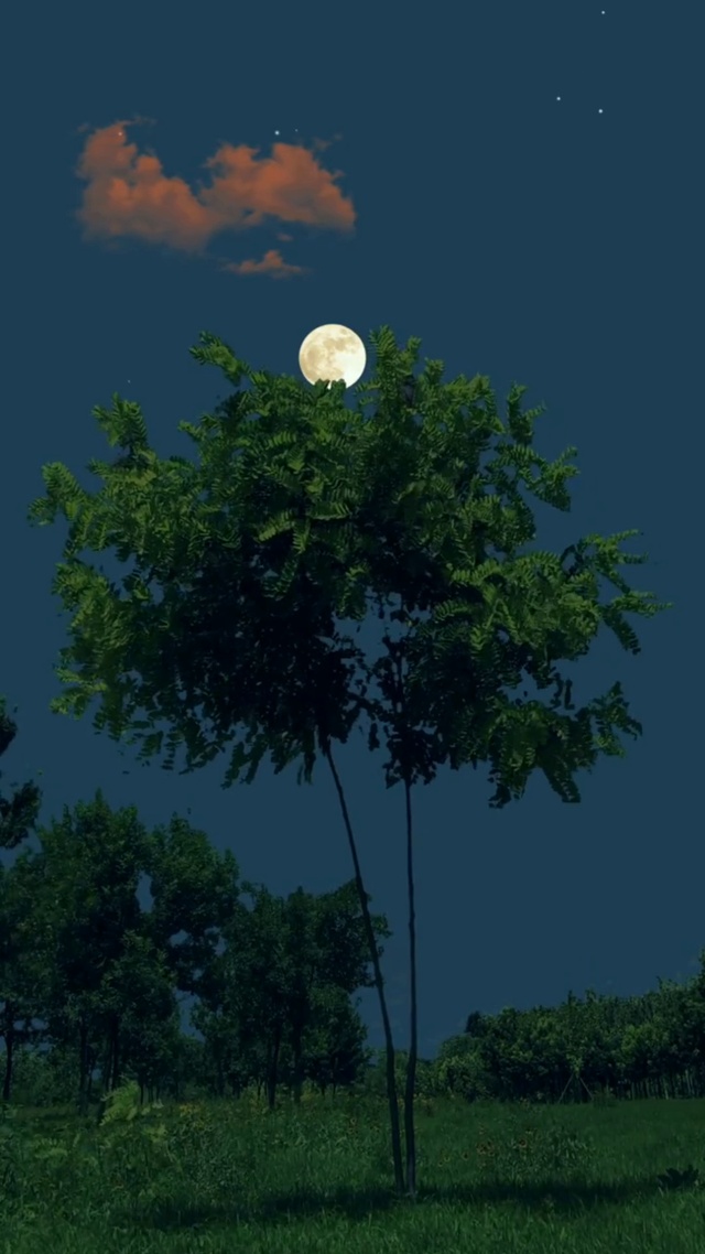 微风不燥，月色正好