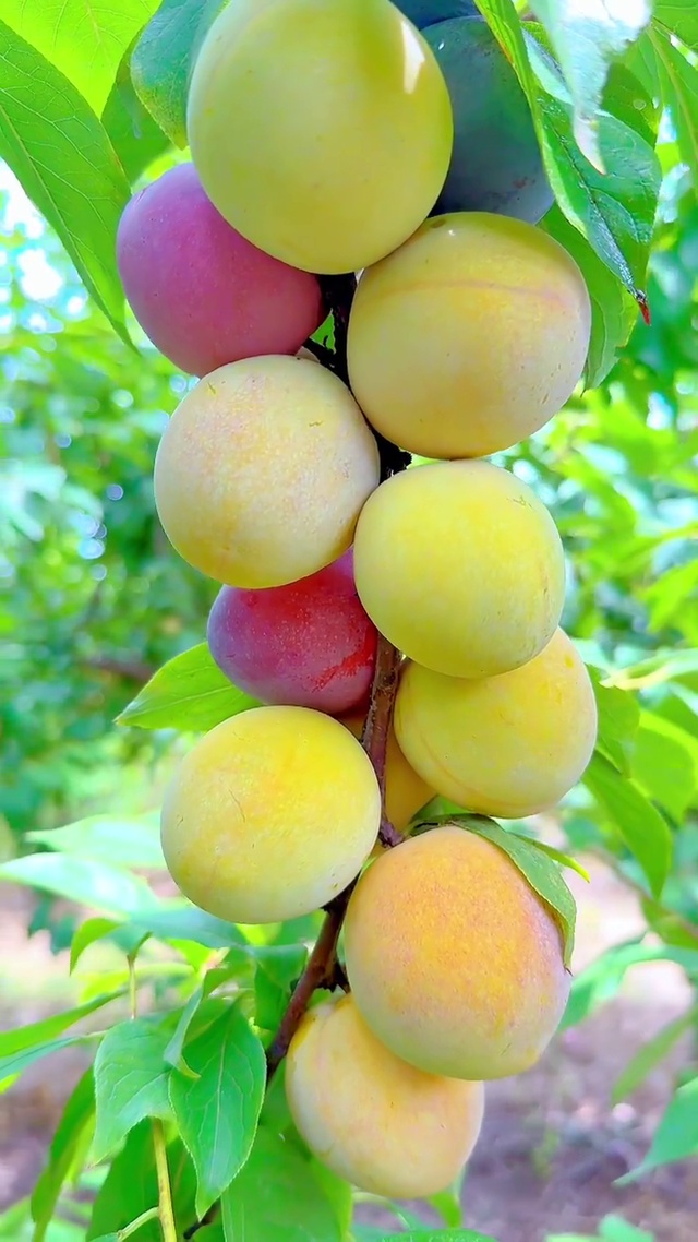 酸酸甜甜就是你