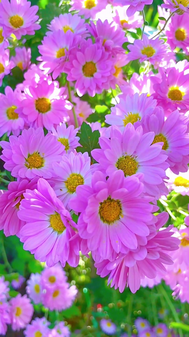 满屏花开，温柔又美丽