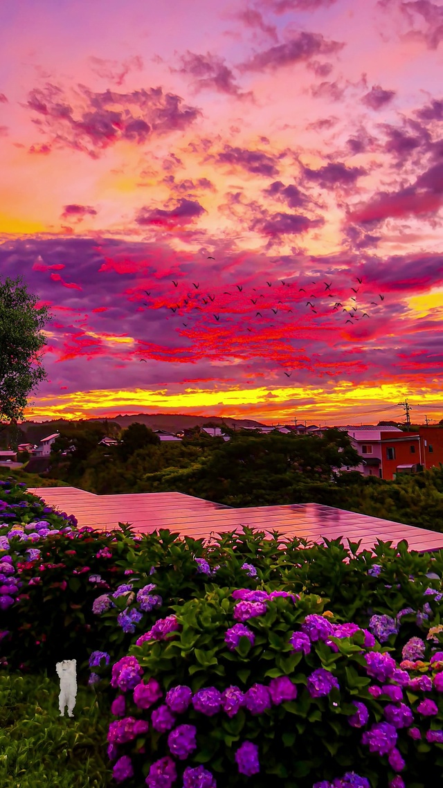 火烧云晚霞绣球花