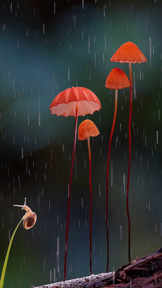 蘑菇，蜗牛，下雨天，唯美动态壁纸