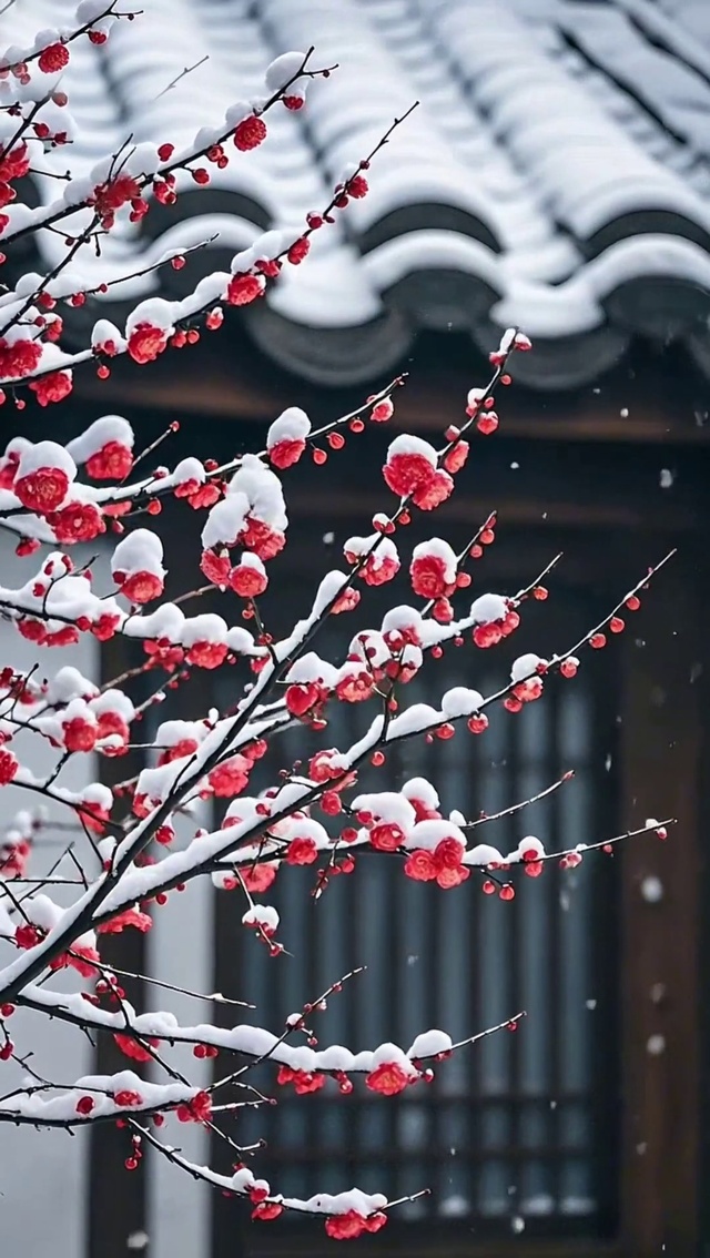 雪落梅梢