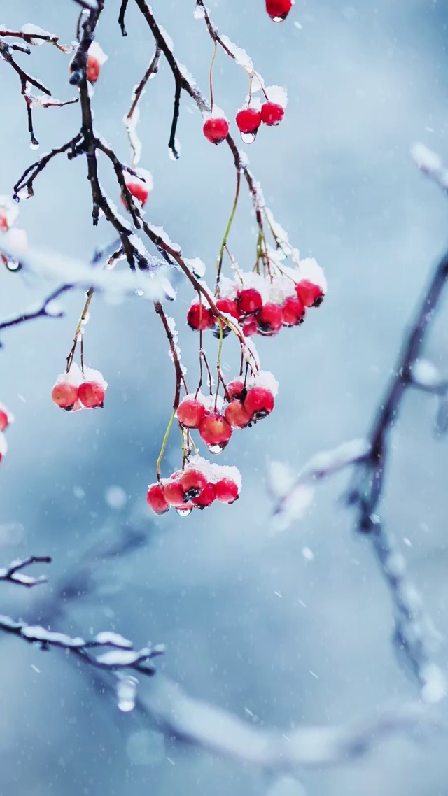 【雪中的红色果实】