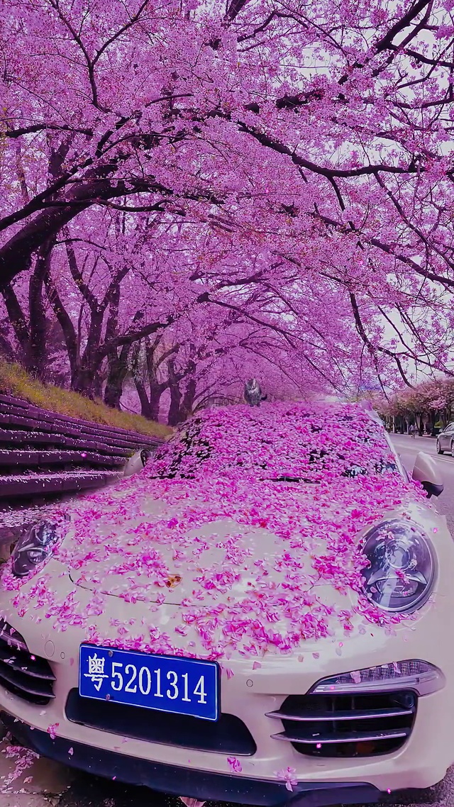 浪漫樱花玫瑰车