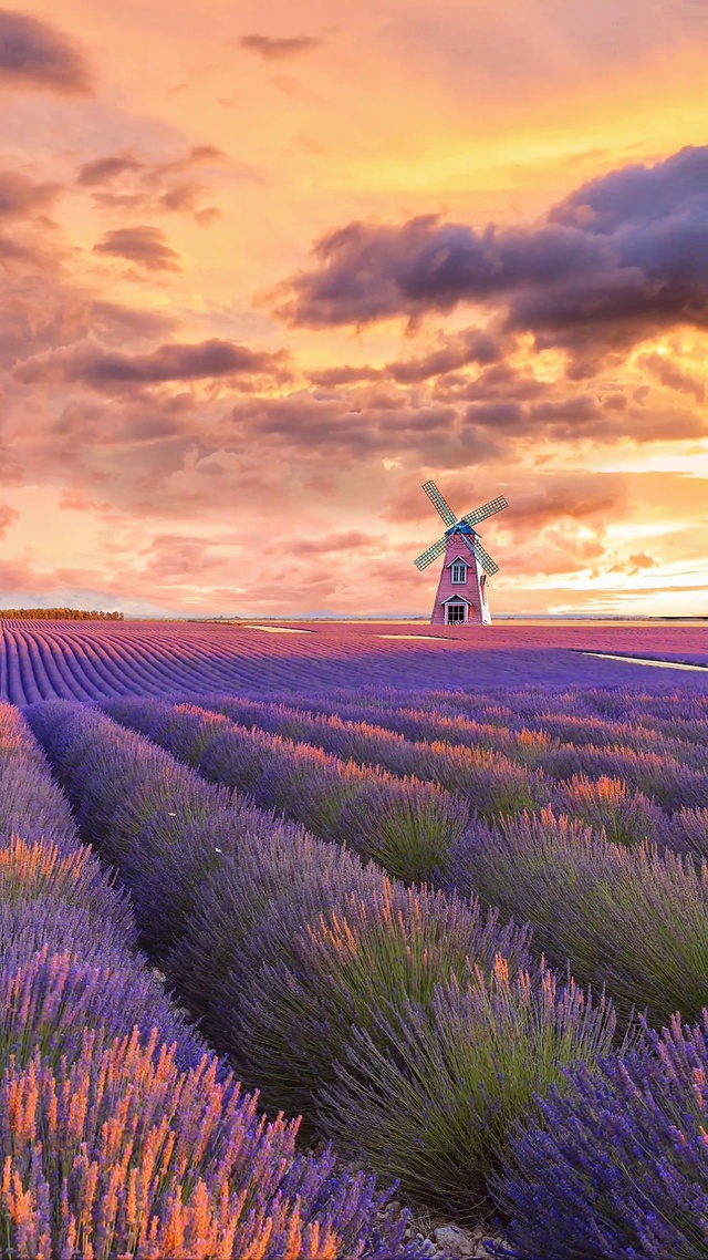 浪漫薰衣草与晚霞