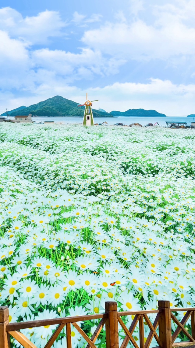 清新小雏菊花海