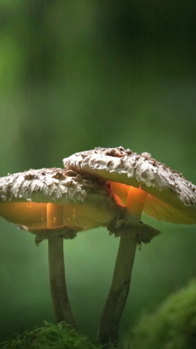 雨下护眼蘑菇