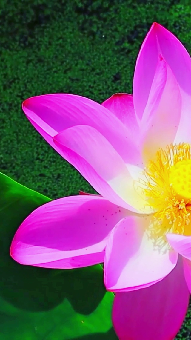 唯美治愈莲花4K