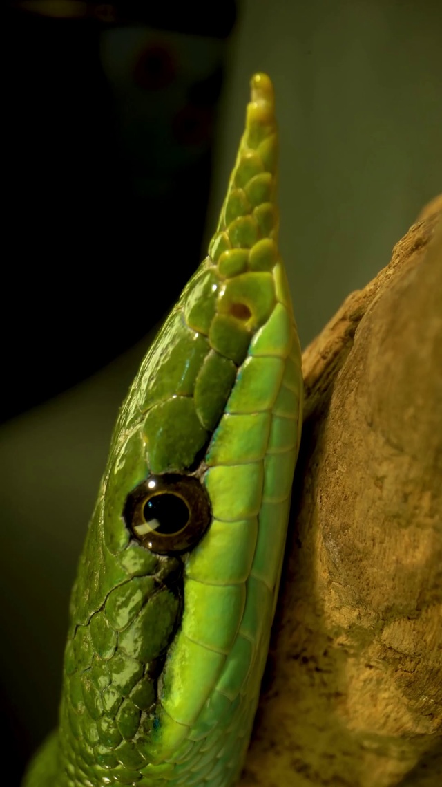 绿色的犀牛蛇 动物手机动态壁纸 动物手机壁纸下载 元气壁纸