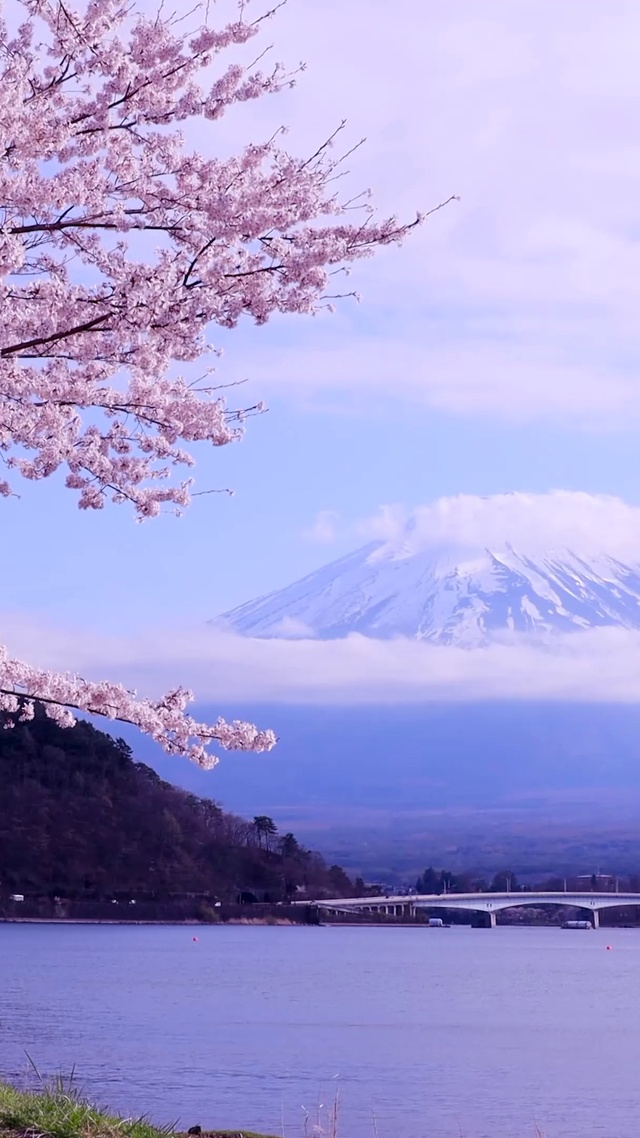 4K樱花富士山