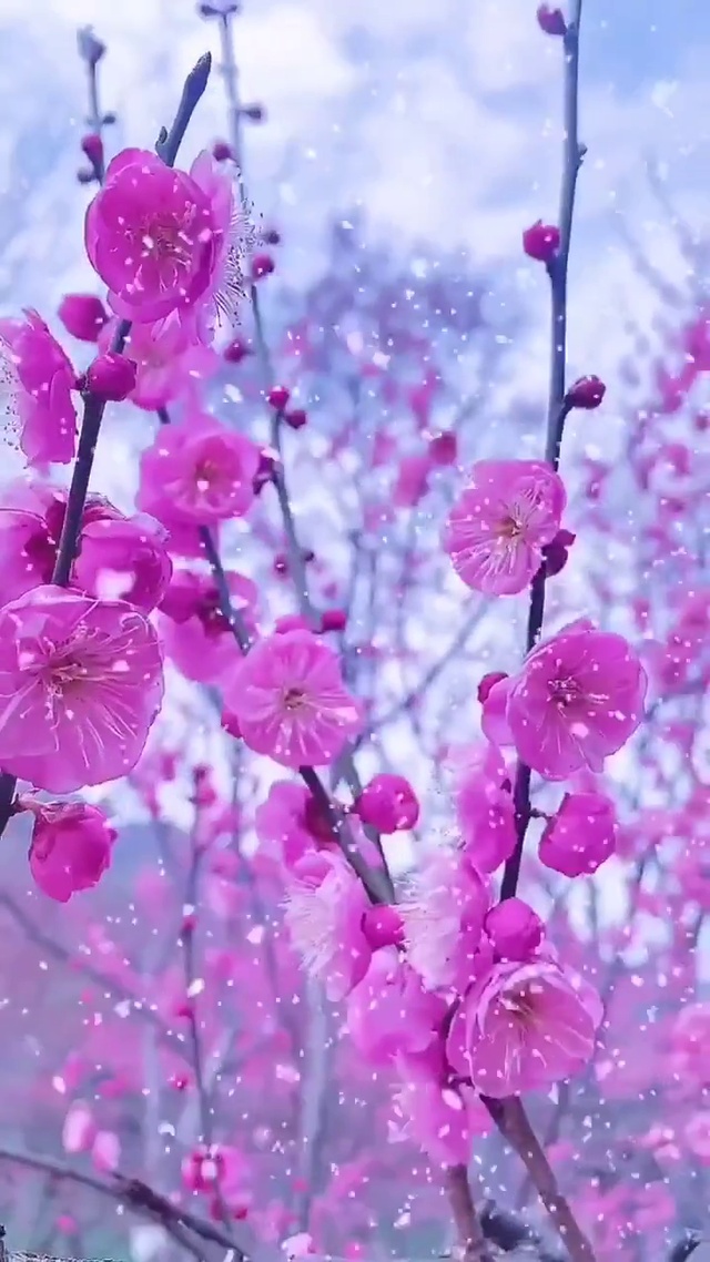 雪中梅花