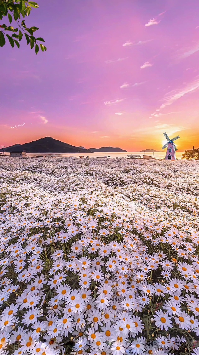 浪漫雏菊花海