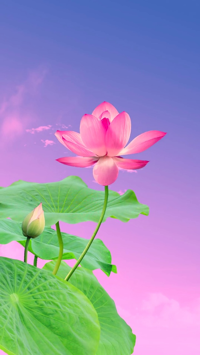 好运连连