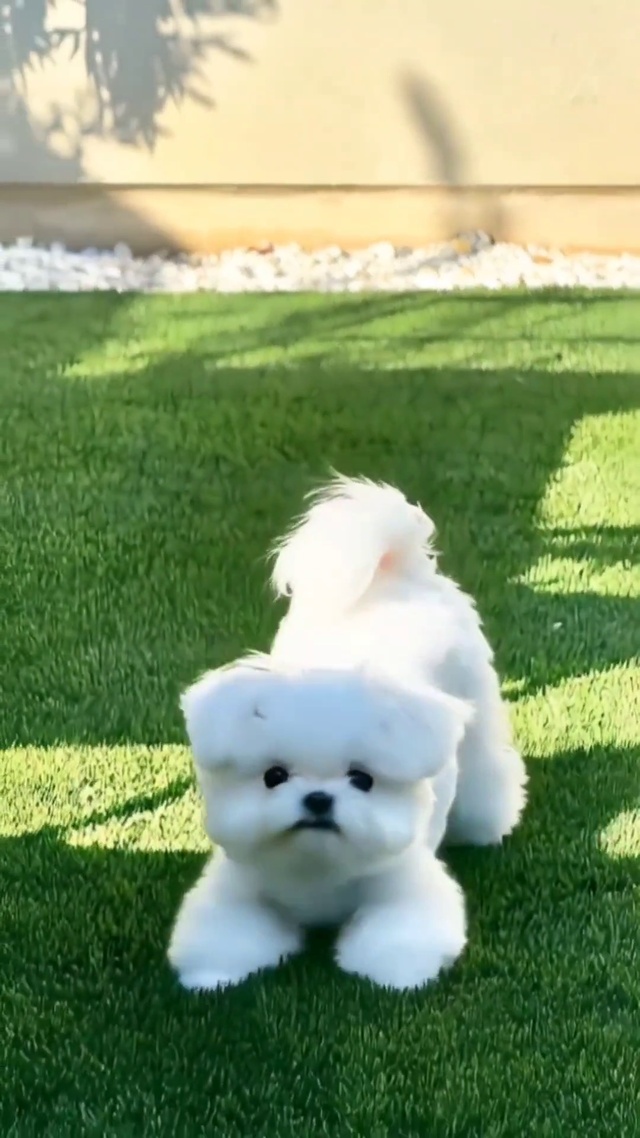 小狗