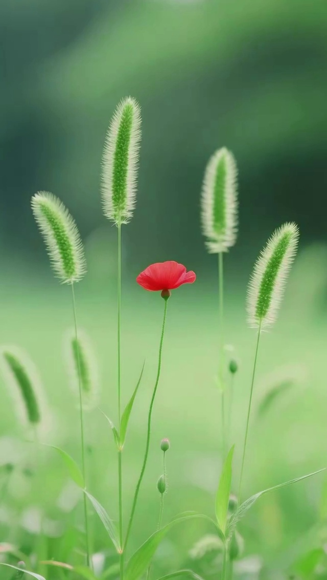 小花