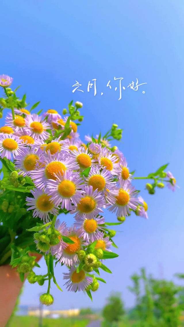 六月好运，六六大顺