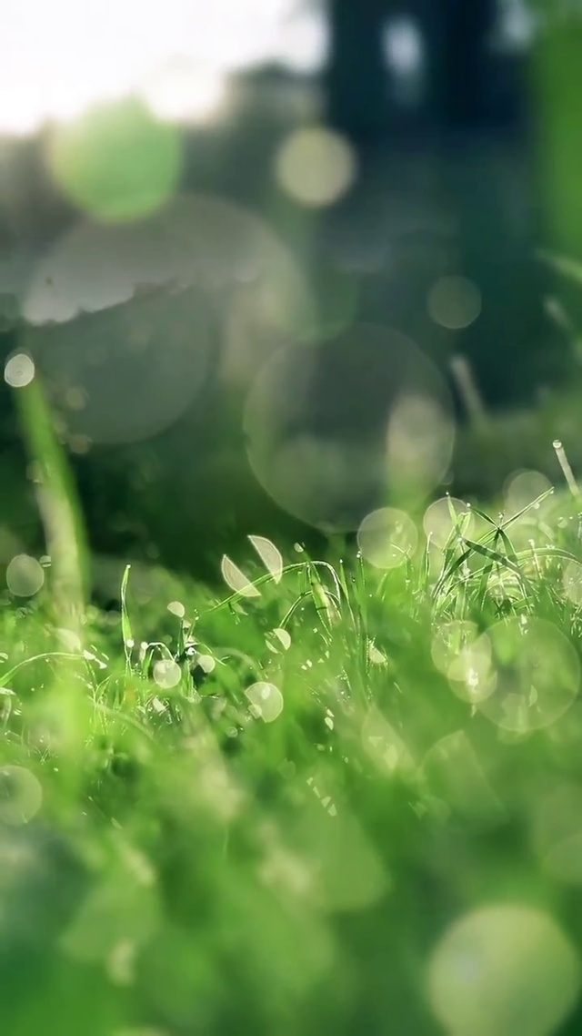 雨滴落在青青草地